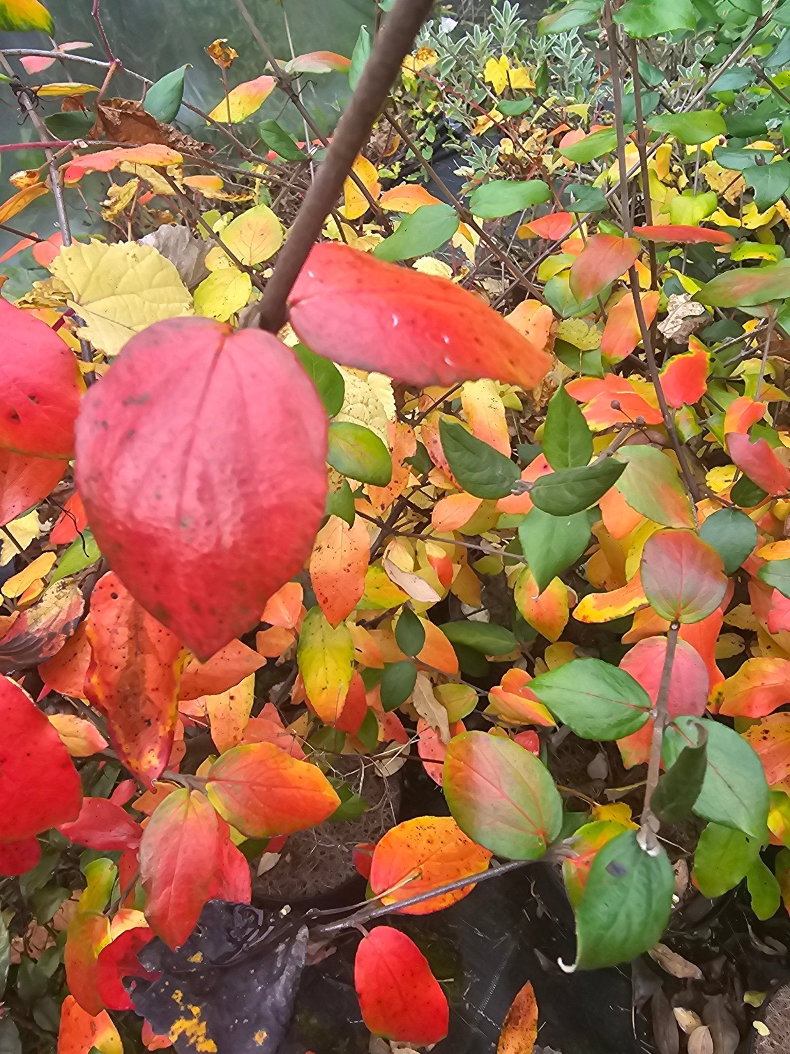 Viburnum burkwoodii 'Anne Russell' - Herrenkamper Gärten - Pflanzenraritäten