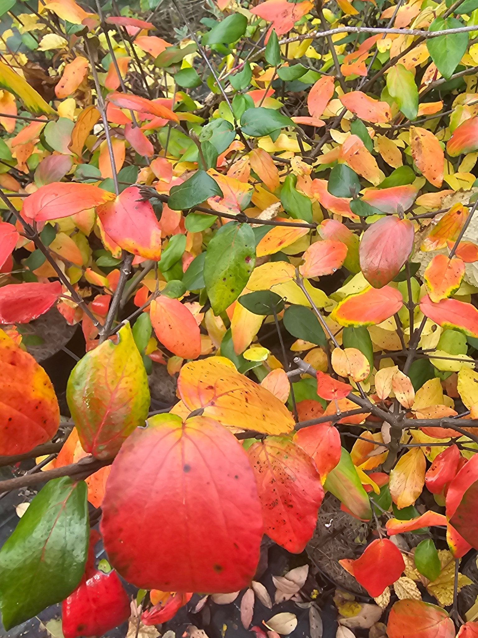 Viburnum burkwoodii 'Anne Russell' - Herrenkamper Gärten - Pflanzenraritäten