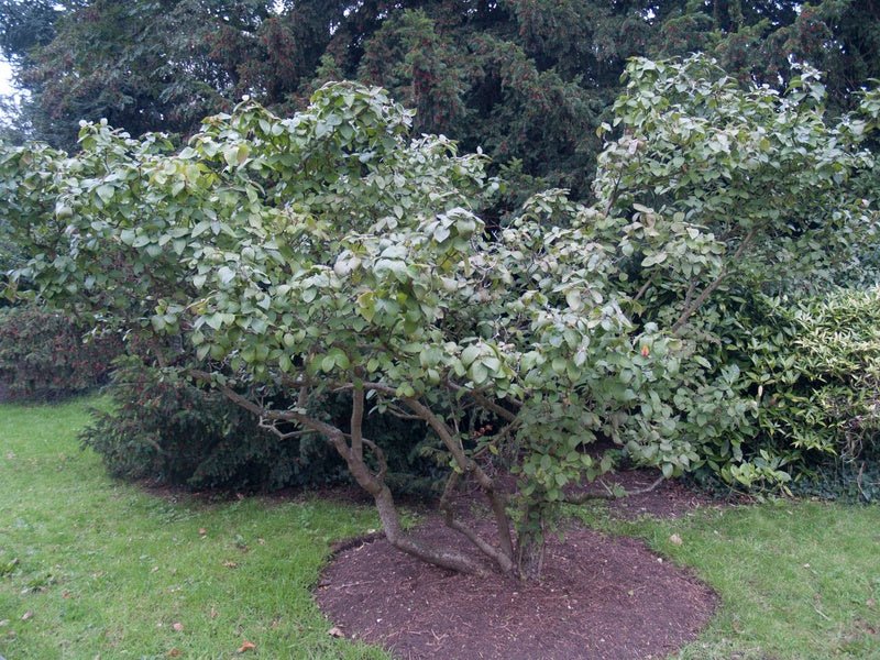 Viburnum carcephalum - Herrenkamper Gärten - Pflanzenraritäten