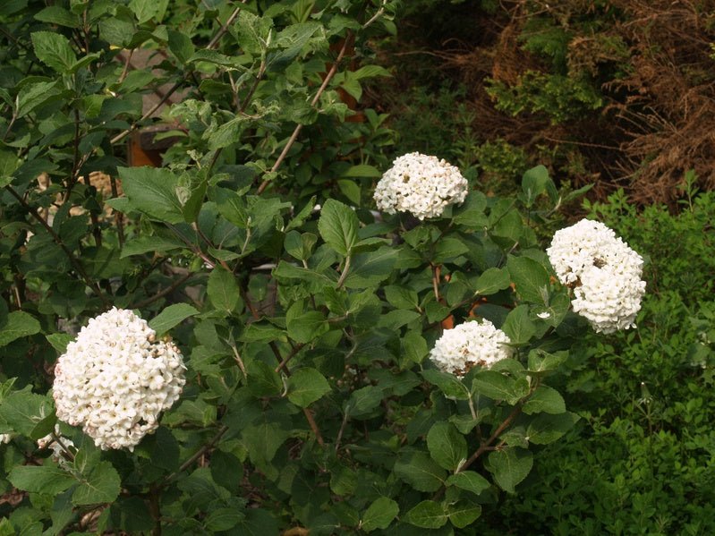 Viburnum carcephalum - Herrenkamper Gärten - Pflanzenraritäten
