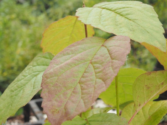 Viburnum dentatum - Herrenkamper Gärten - Pflanzenraritäten