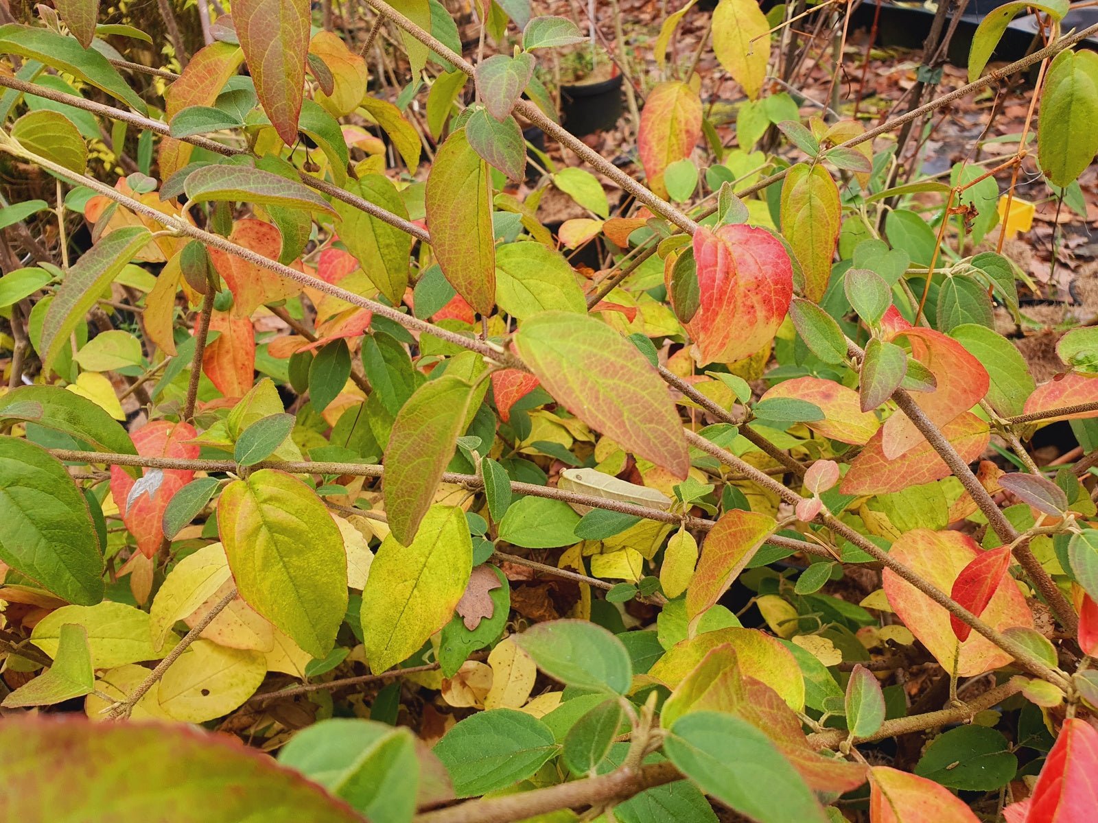 Viburnum macrocephalum 'Fortune' - Herrenkamper Gärten - Pflanzenraritäten