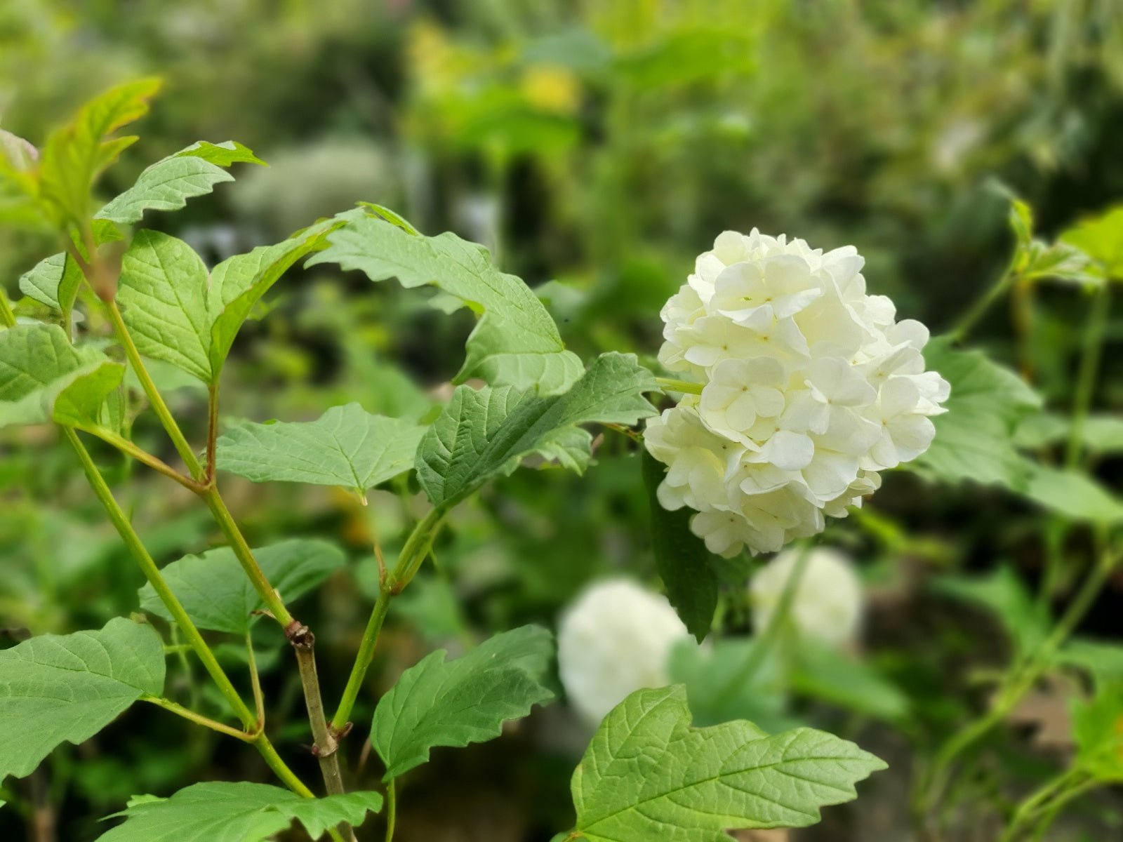 Viburnum opulus 'Roseum' - Herrenkamper Gärten - Pflanzenraritäten