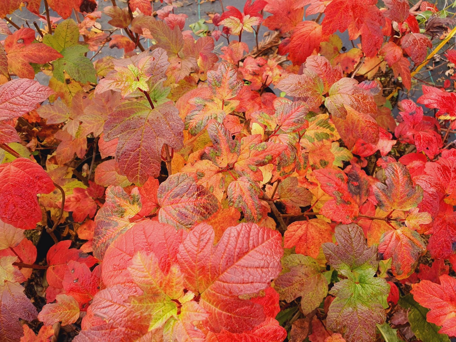 Viburnum opulus 'Roseum' - Herrenkamper Gärten - Pflanzenraritäten