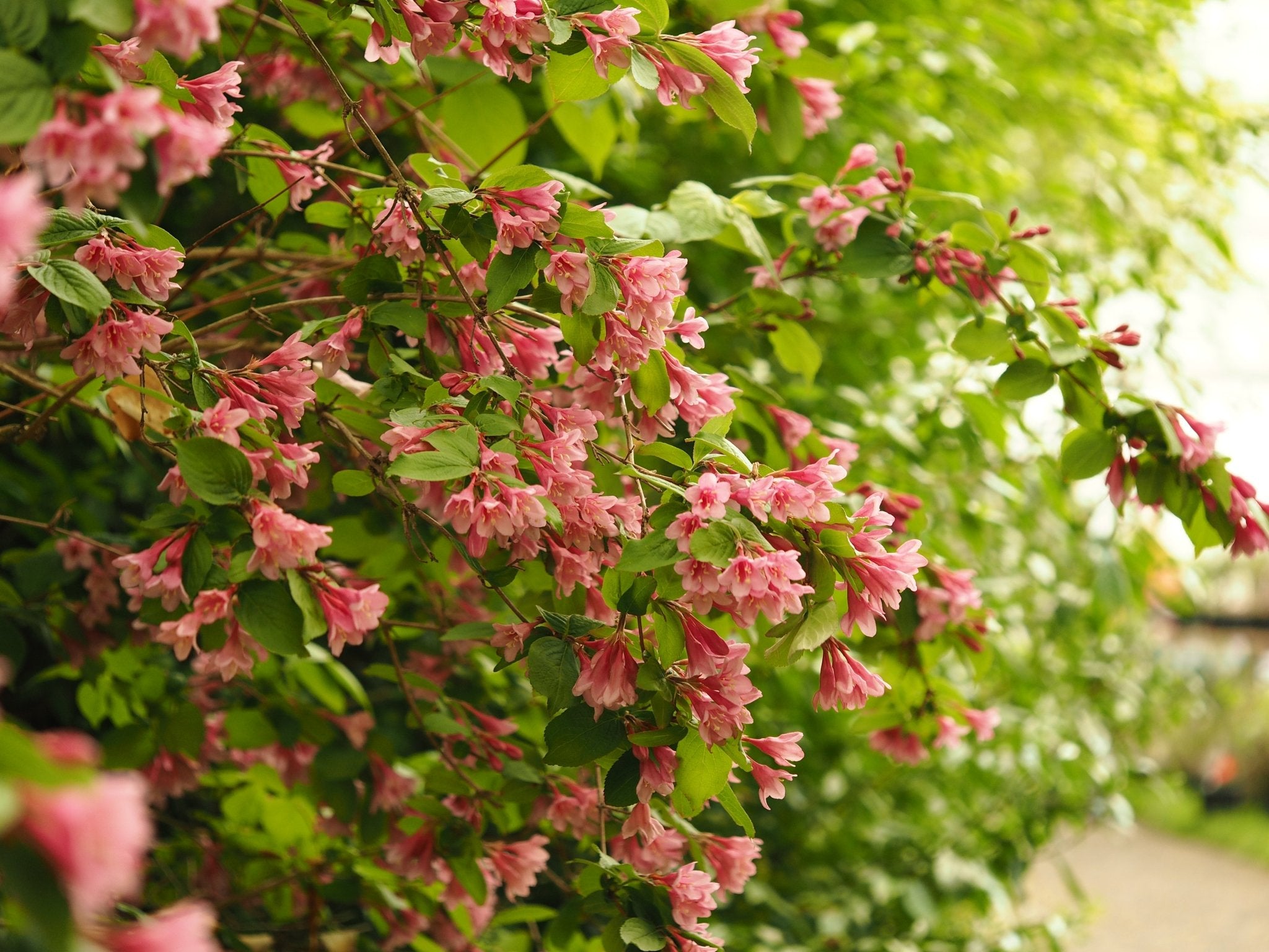 Weigela praecox (syn.: Weigela florida) - Herrenkamper Gärten - Pflanzenraritäten