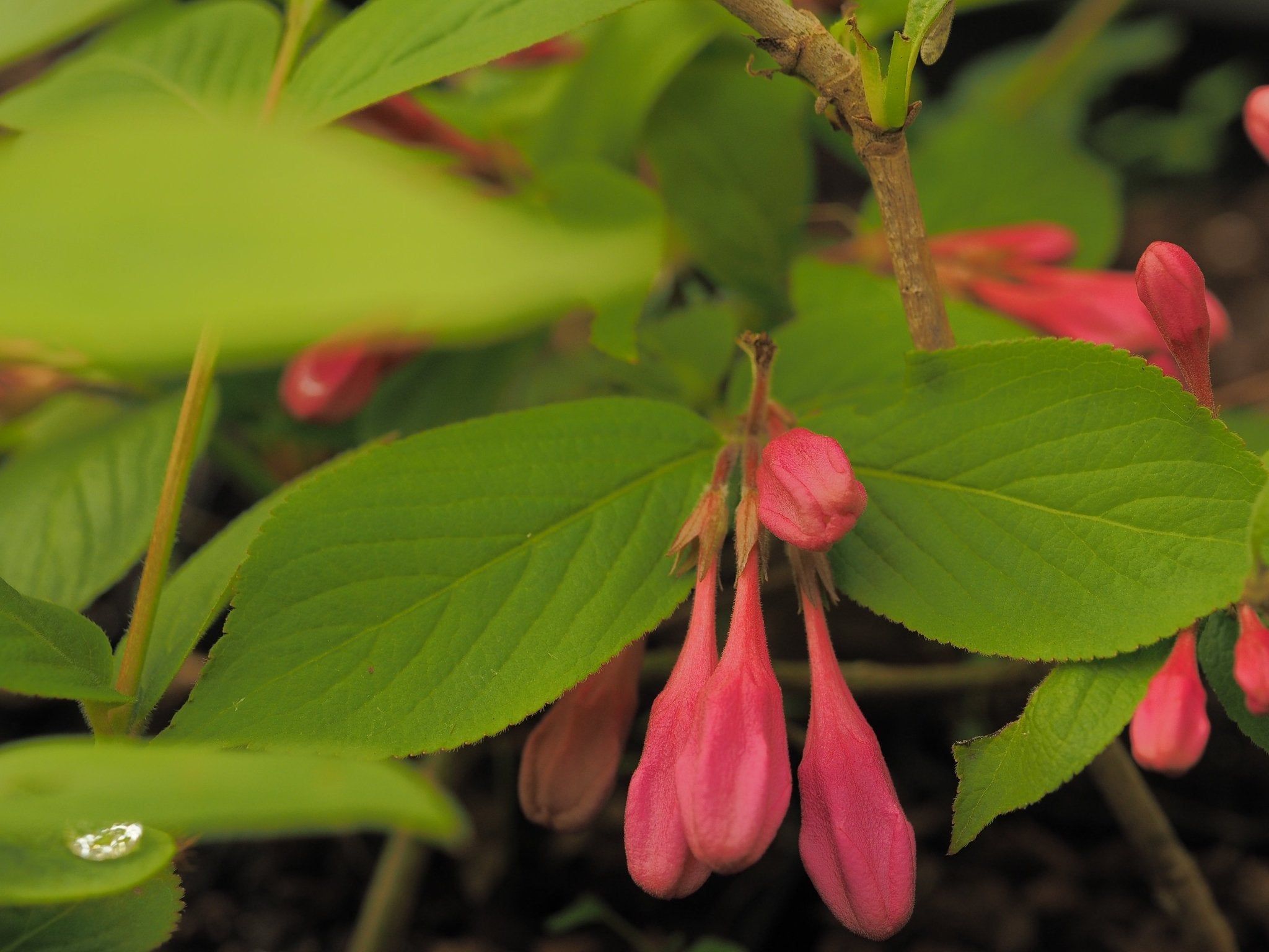 Weigela praecox (syn.: Weigela florida) - Herrenkamper Gärten - Pflanzenraritäten
