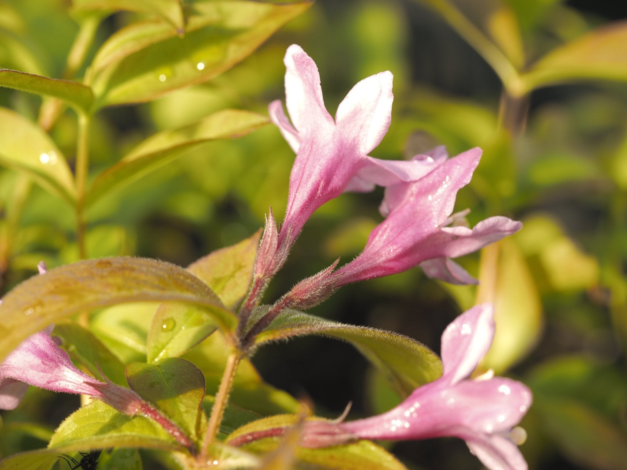 Weigela praecox (syn.: Weigela florida) - Herrenkamper Gärten - Pflanzenraritäten
