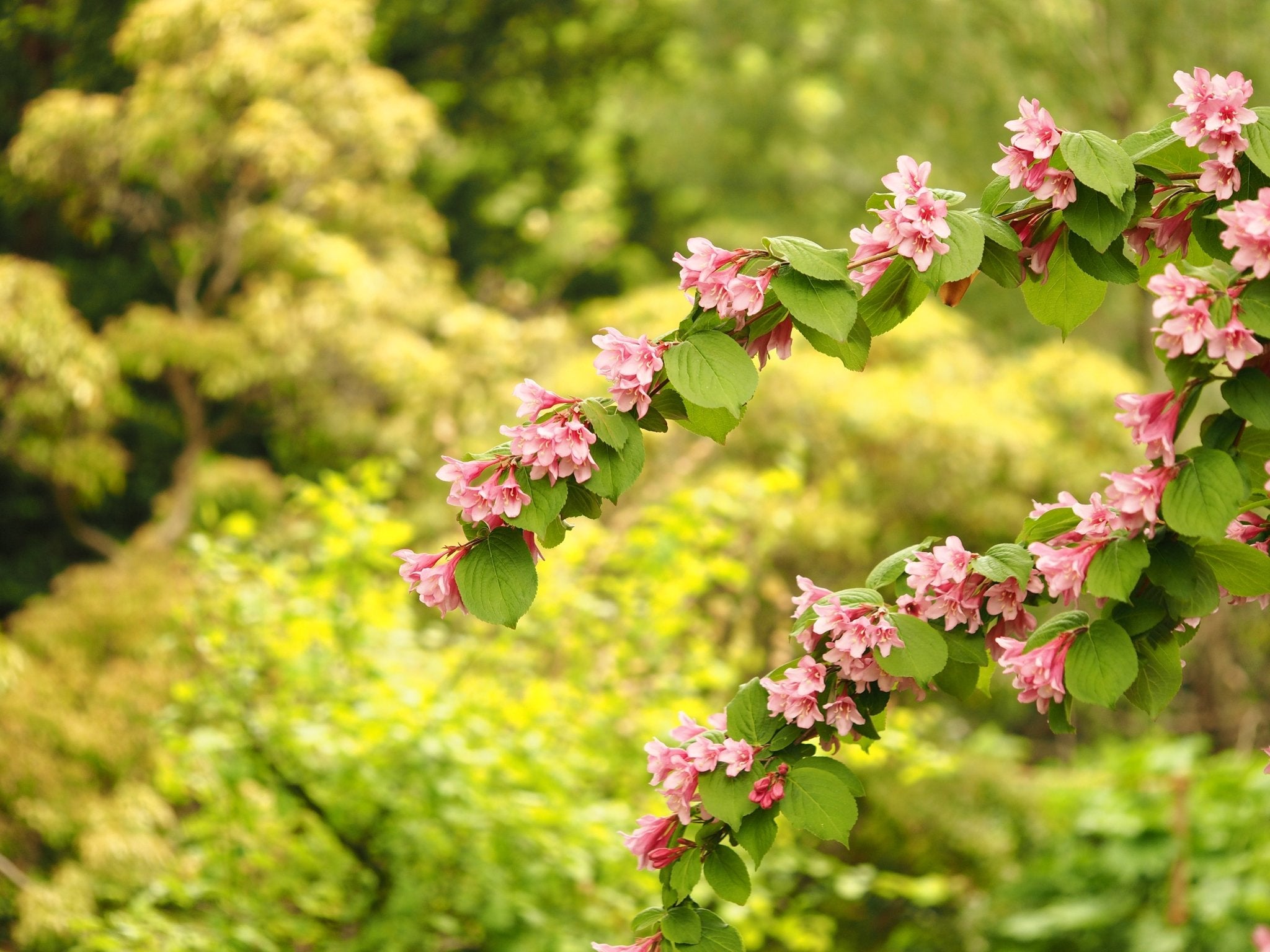 Weigela praecox (syn.: Weigela florida) - Herrenkamper Gärten - Pflanzenraritäten