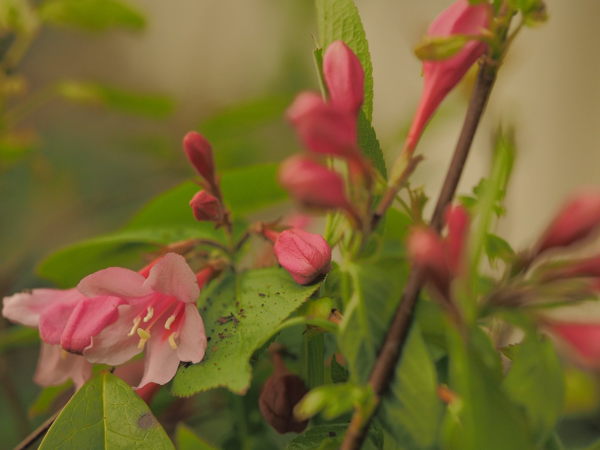 Weigela praecox (syn.: Weigela florida) - Herrenkamper Gärten - Pflanzenraritäten