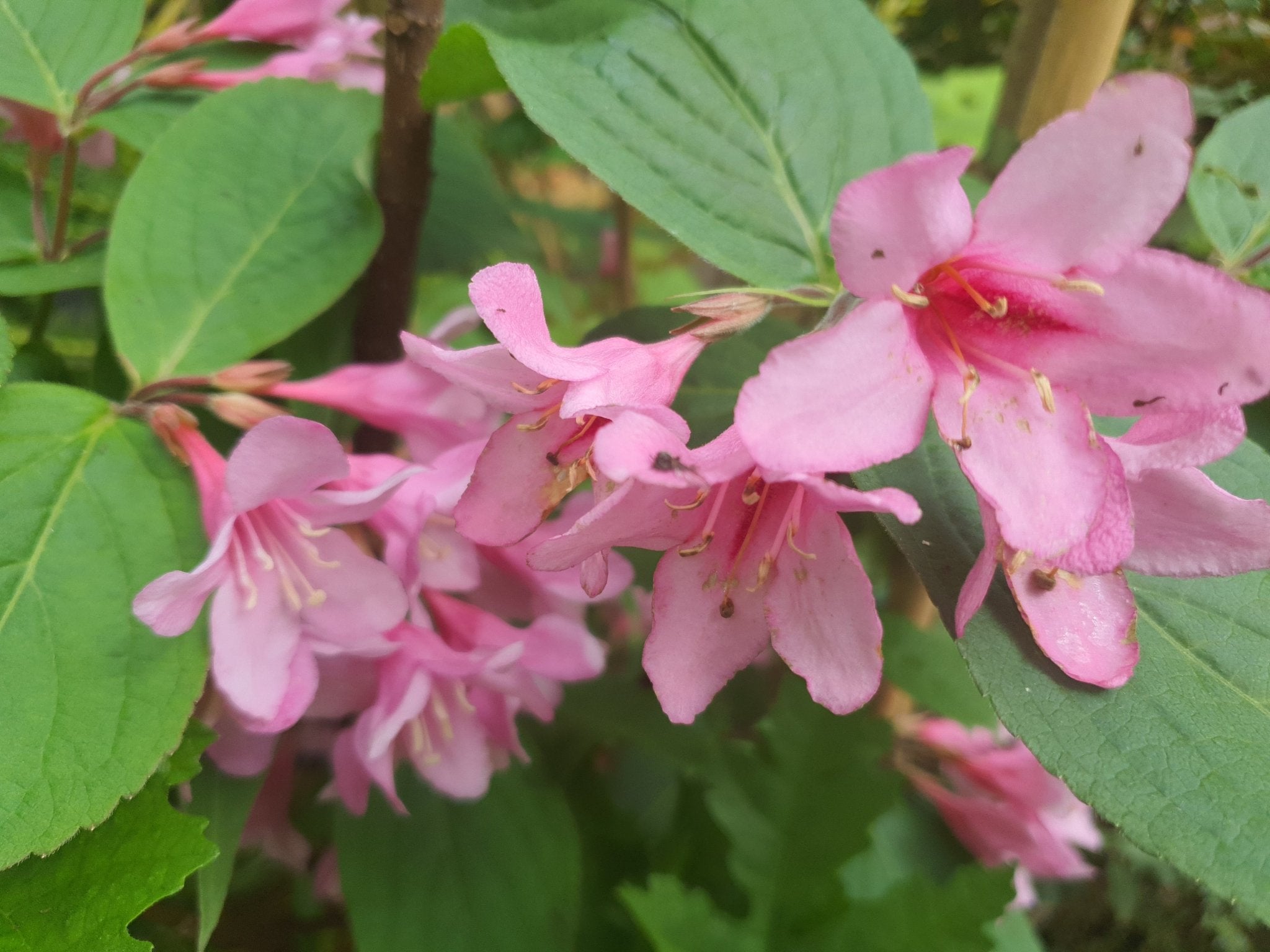 Weigela praecox (syn.: Weigela florida) - Herrenkamper Gärten - Pflanzenraritäten