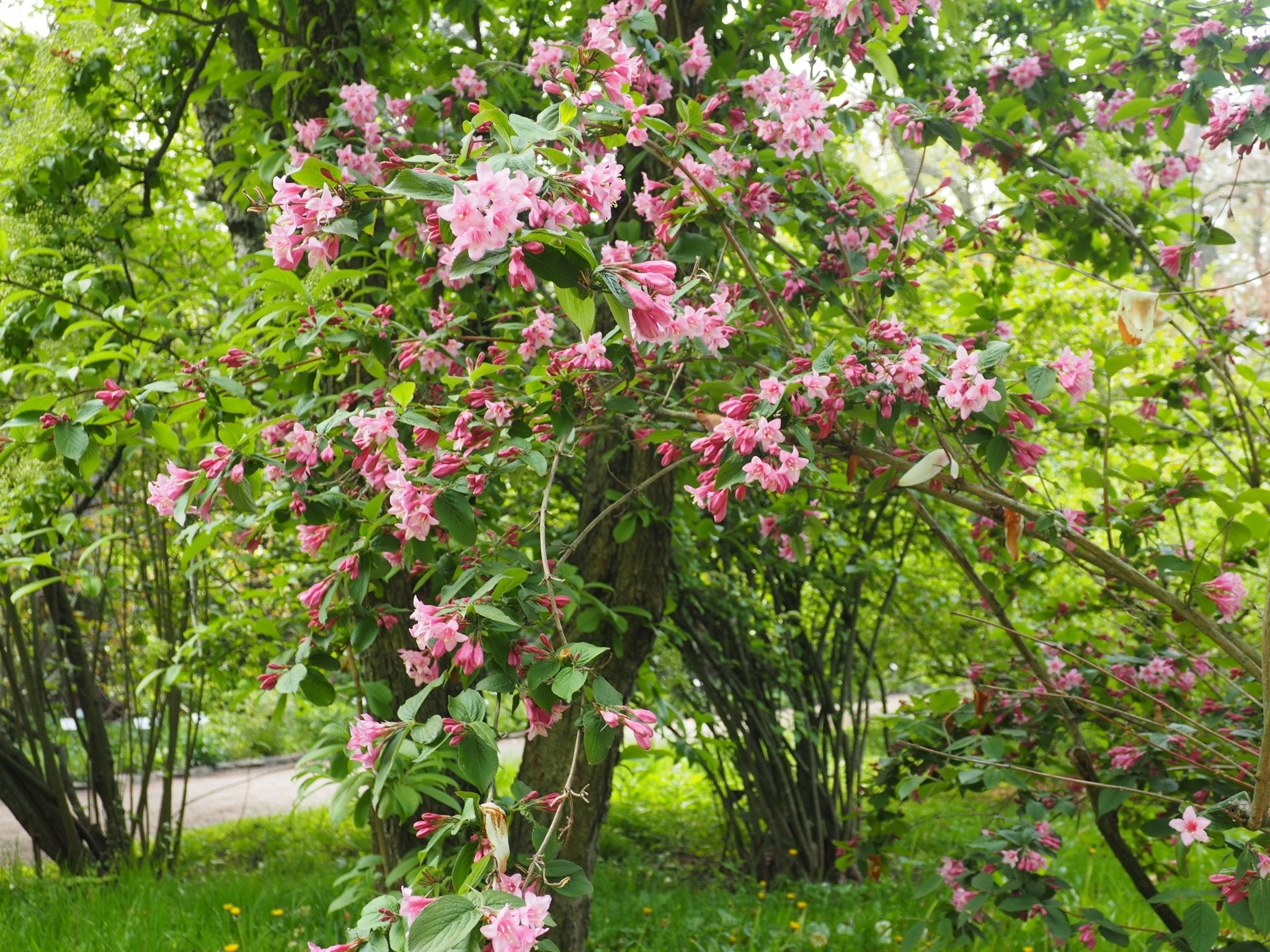 Weigela praecox (syn.: Weigela florida) - Herrenkamper Gärten - Pflanzenraritäten