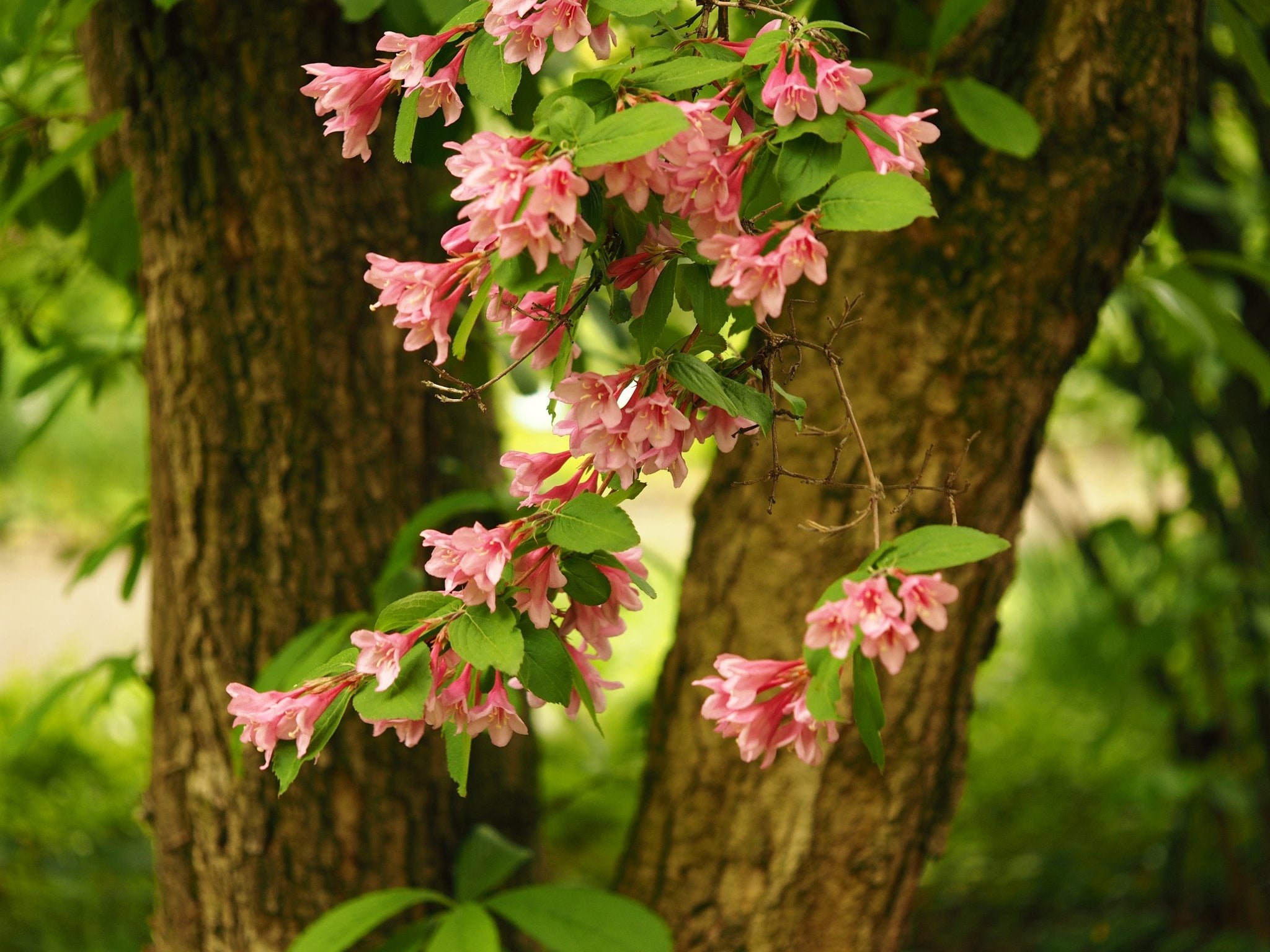 Weigela praecox (syn.: Weigela florida) - Herrenkamper Gärten - Pflanzenraritäten