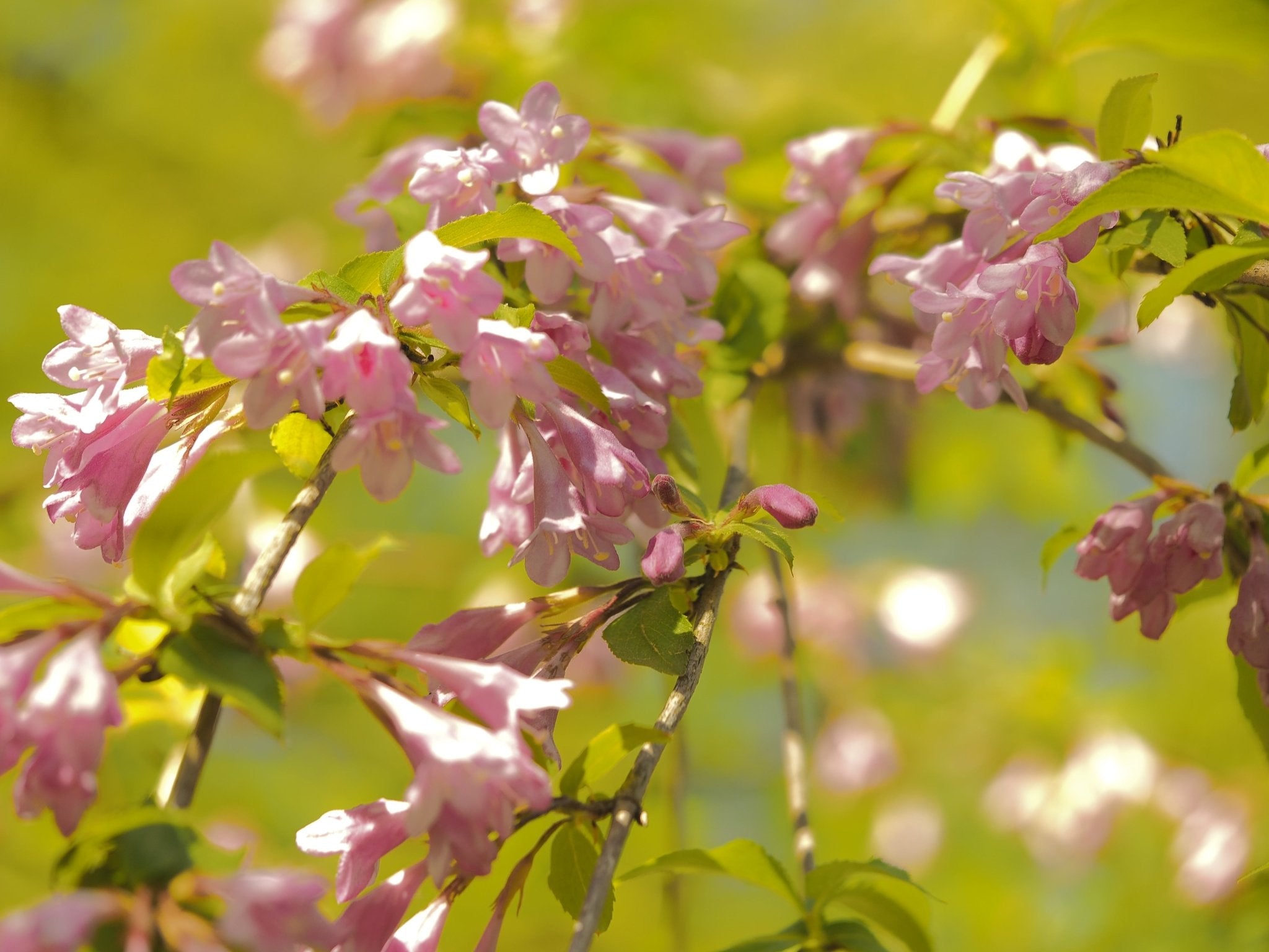 Weigela praecox (syn.: Weigela florida) - Herrenkamper Gärten - Pflanzenraritäten