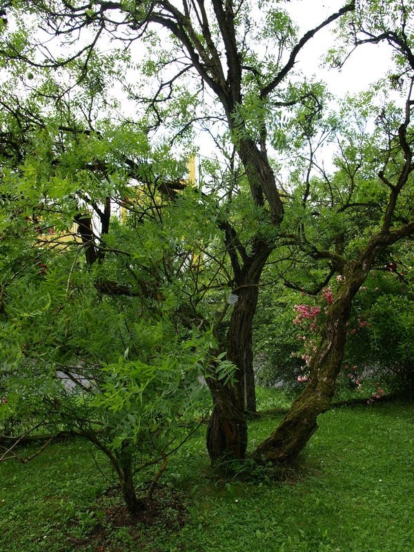 Xanthoceras sorbifolium - Herrenkamper Gärten - Pflanzenraritäten