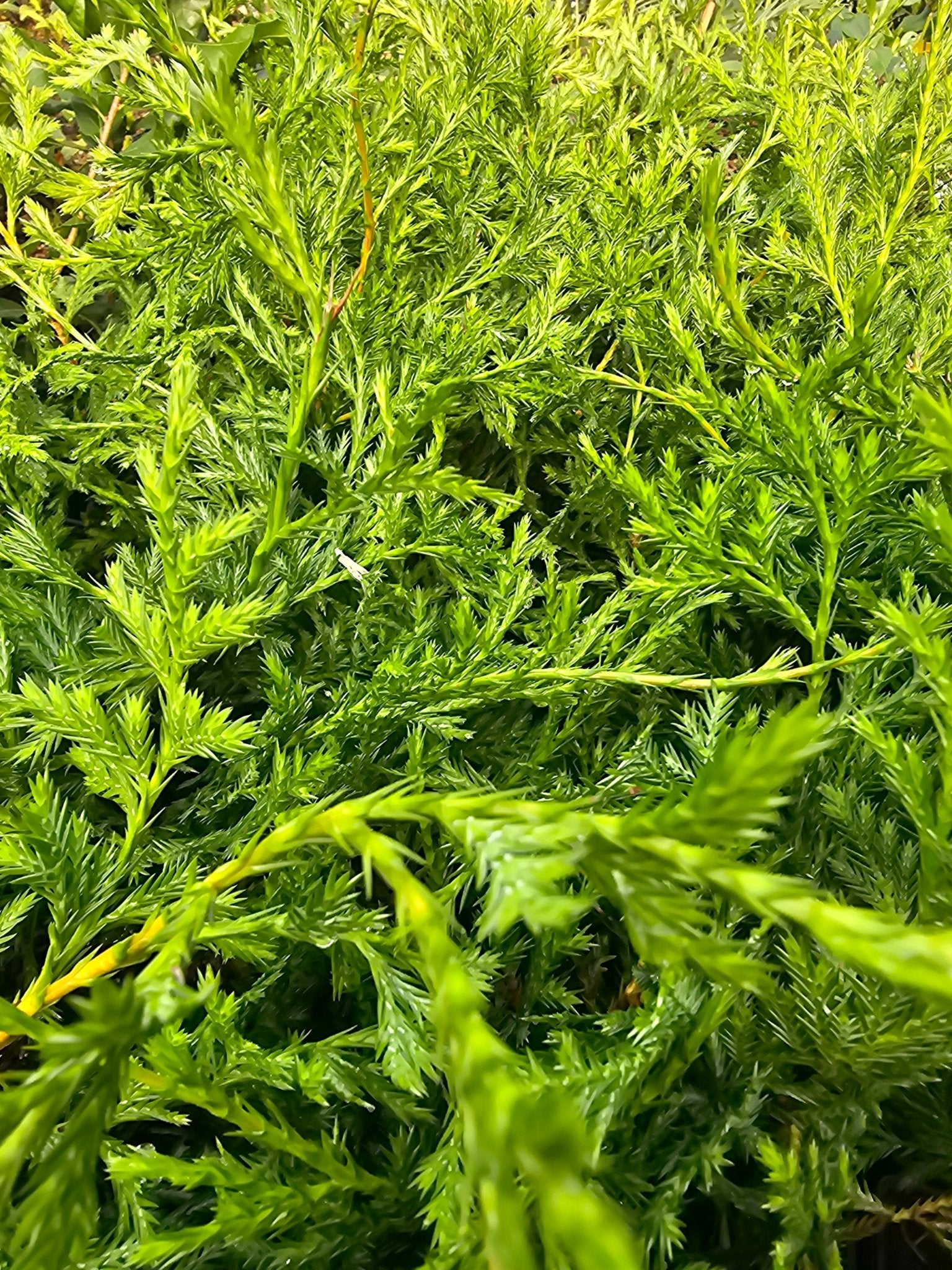 Xanthocyparis vietnamensis - Herrenkamper Gärten - Pflanzenraritäten