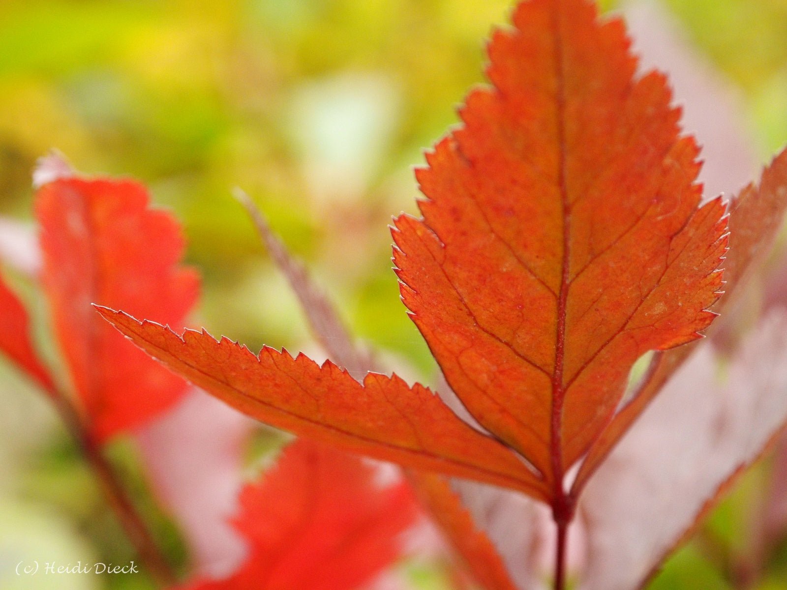Xanthorhiza simplicissima - Herrenkamper Gärten - Pflanzenraritäten