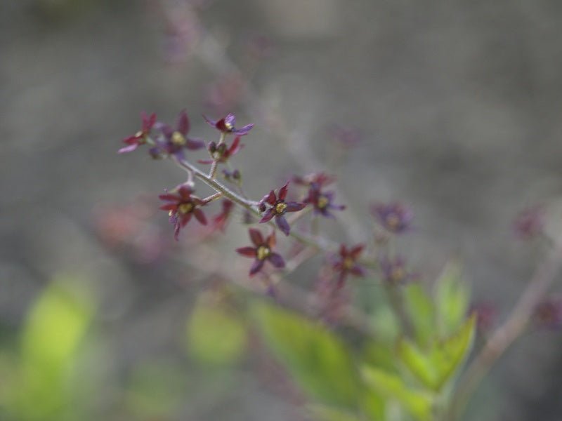Xanthorhiza simplicissima - Herrenkamper Gärten - Pflanzenraritäten