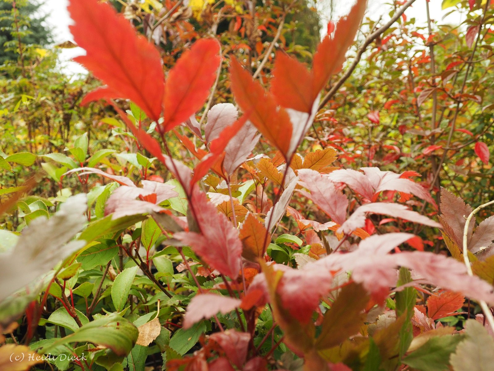 Xanthorhiza simplicissima - Herrenkamper Gärten - Pflanzenraritäten