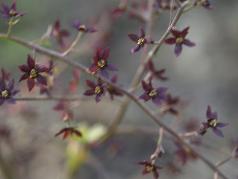 Xanthorhiza simplicissima - Herrenkamper Gärten - Pflanzenraritäten