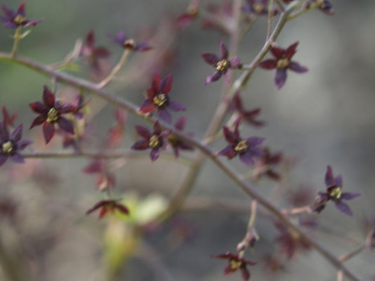 Xanthorhiza simplicissima - Herrenkamper Gärten - Pflanzenraritäten