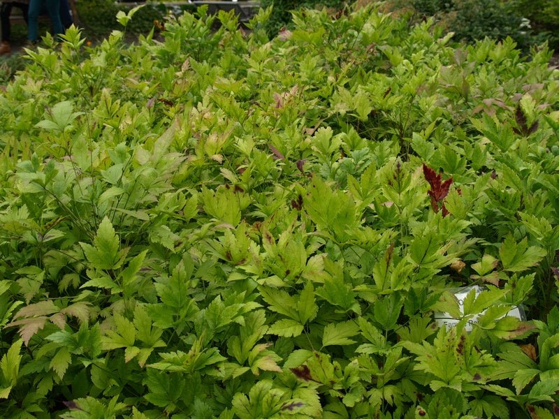 Xanthorhiza simplicissima - Herrenkamper Gärten - Pflanzenraritäten