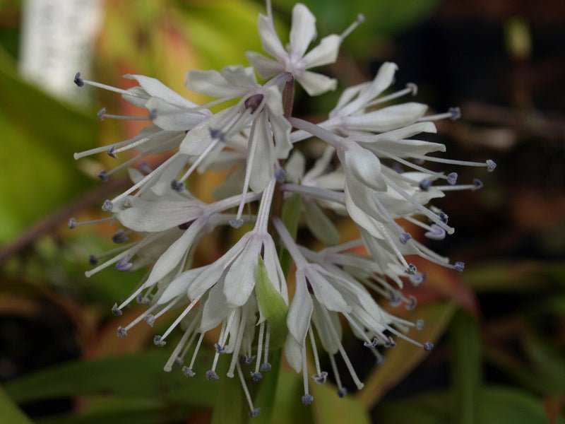 Ypsilandra thibetica - Herrenkamper Gärten - Pflanzenraritäten