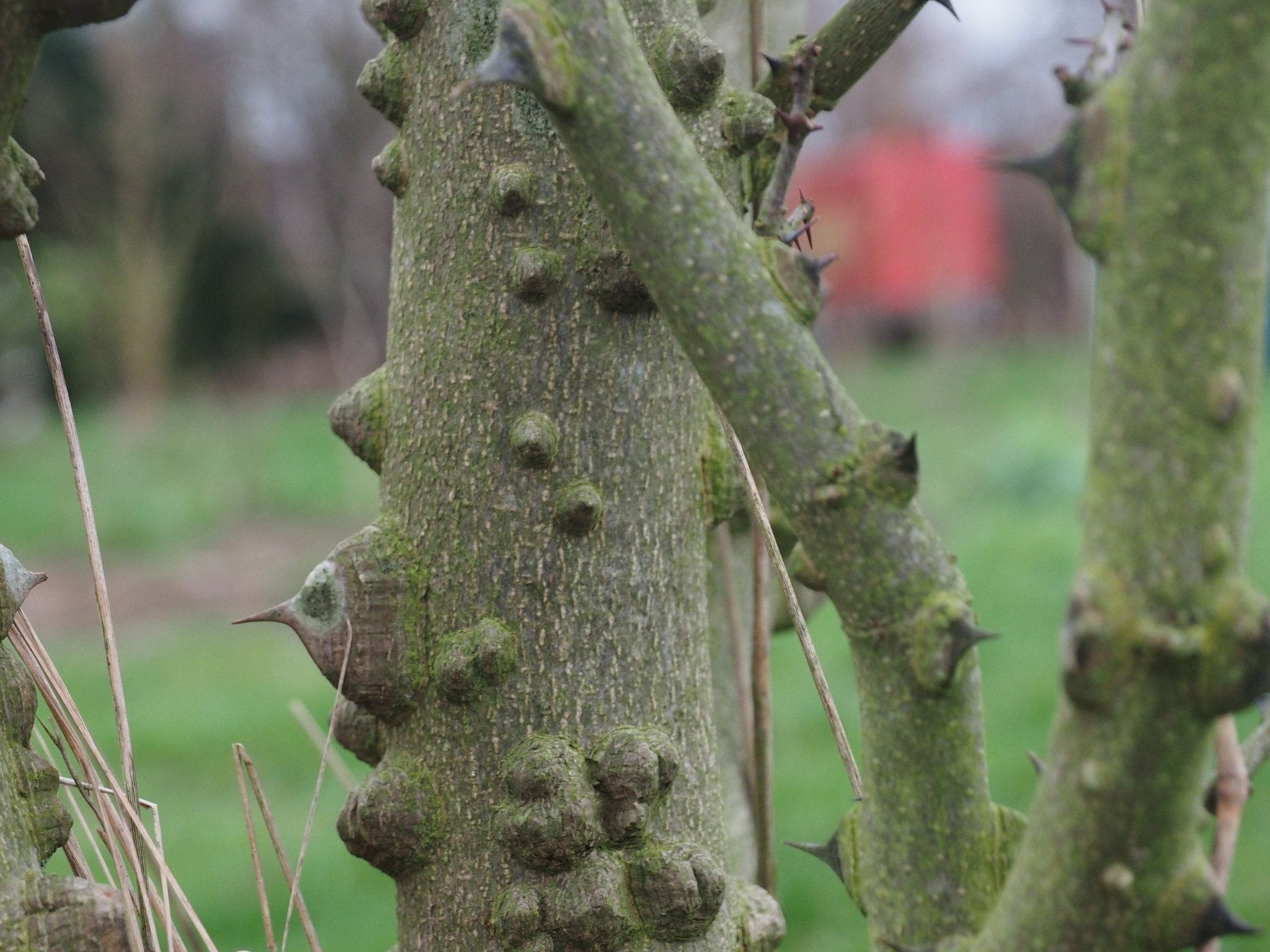 Zanthoxylum americanum - Herrenkamper Gärten - Pflanzenraritäten