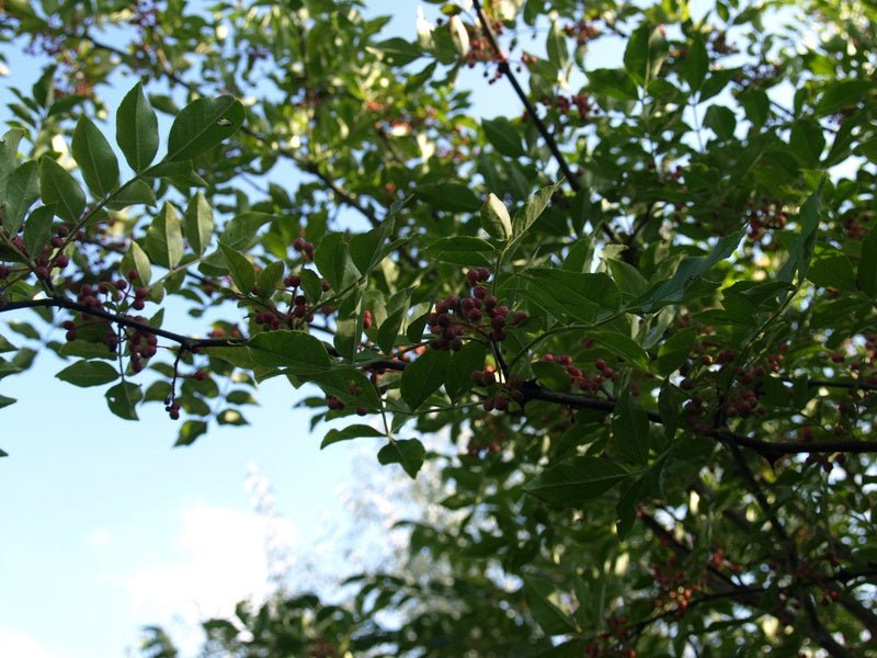 Zanthoxylum simulans - Herrenkamper Gärten - Pflanzenraritäten