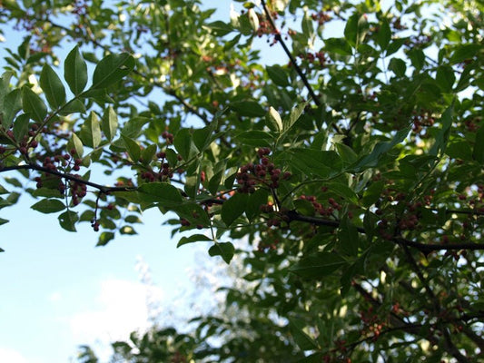 Zanthoxylum simulans - Herrenkamper Gärten - Pflanzenraritäten