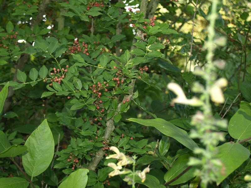 Zanthoxylum simulans - Herrenkamper Gärten - Pflanzenraritäten