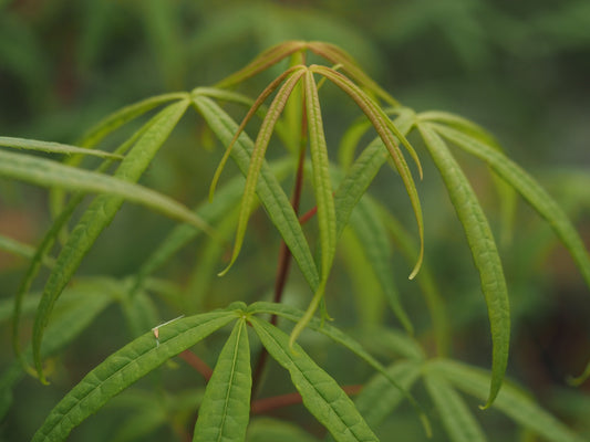 Acer-pentaphyllum