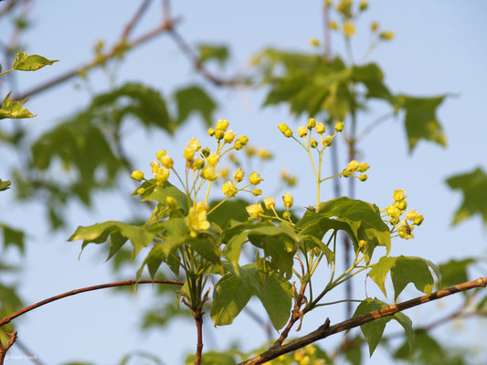 a bunch of yellow flowers in a tree 