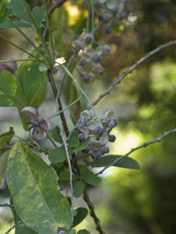 a close up of a small tree with leaves 