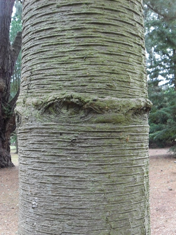 a close up of a person standing in a forest 