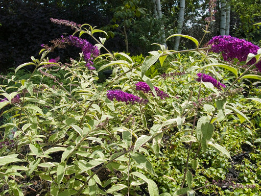 a purple flower arrangement in a purple garden 