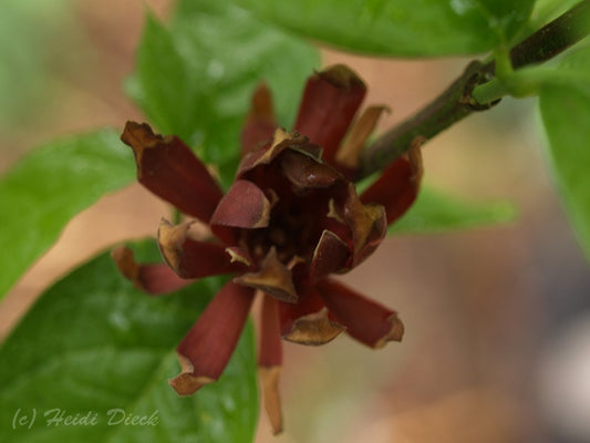 a close up of a flower on a tree branch 