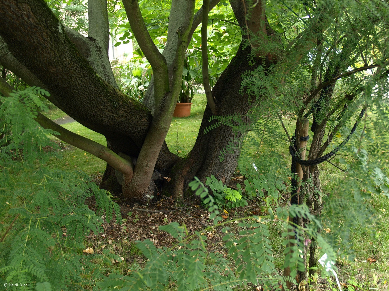 a bench in the middle of a forest 