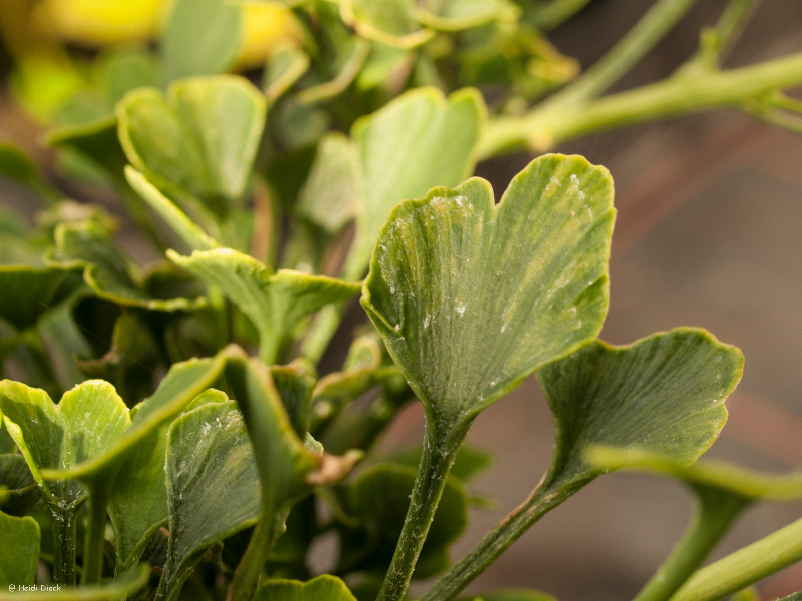 a close up of a plant with green leaves 