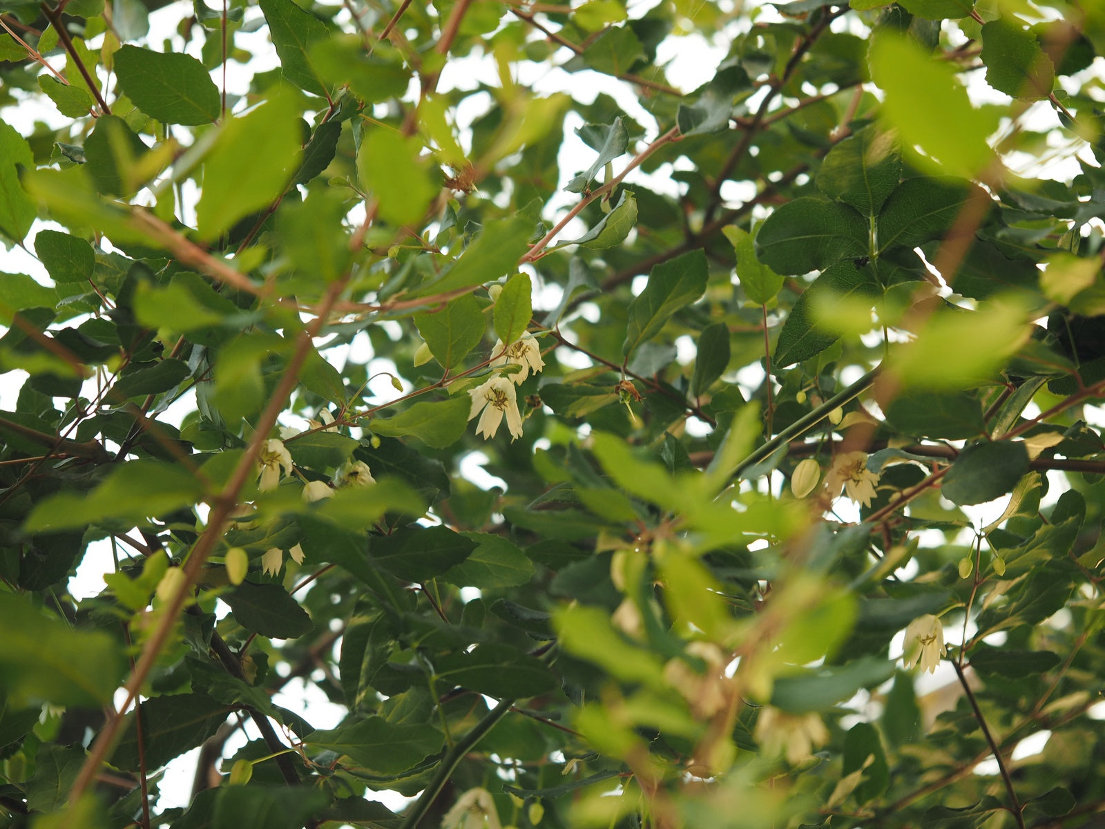 Crinodendron-patagua1