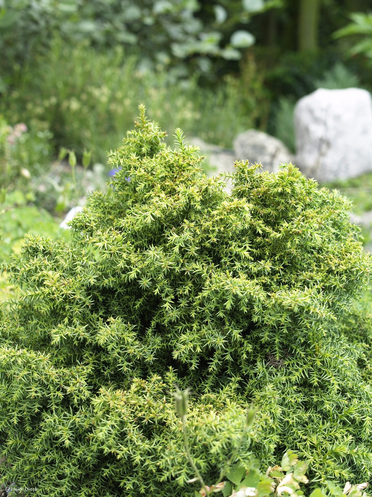 a close up of a garden of broccoli 
