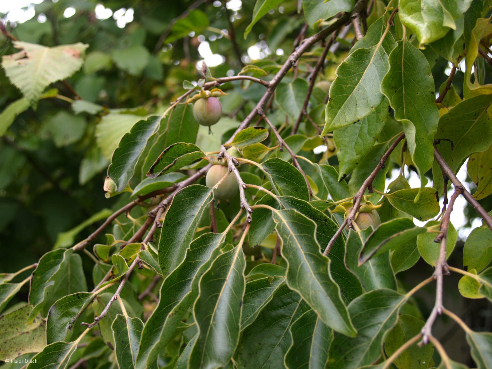 a close up of a plant in a tree 