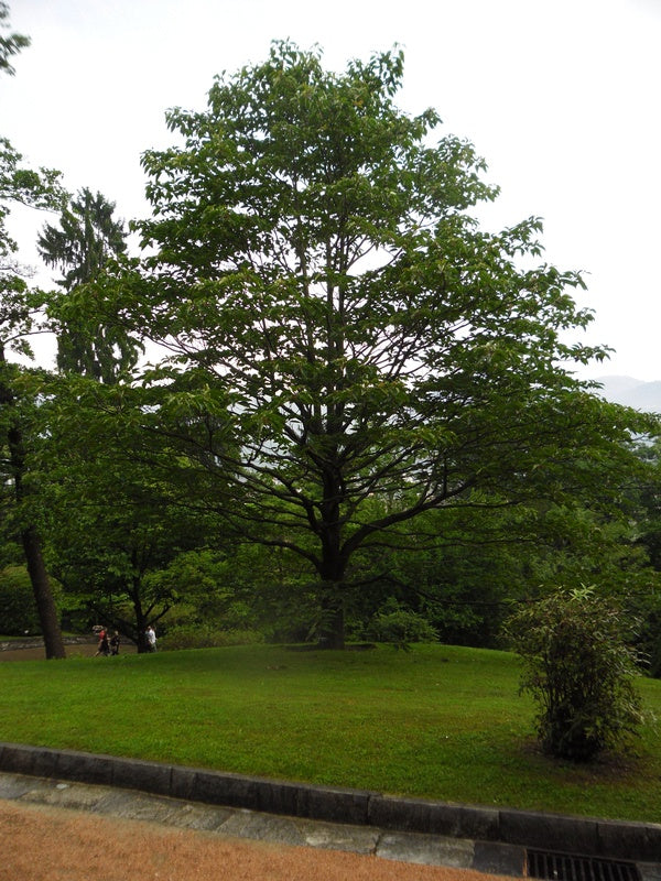 a view of a park with trees in the background 