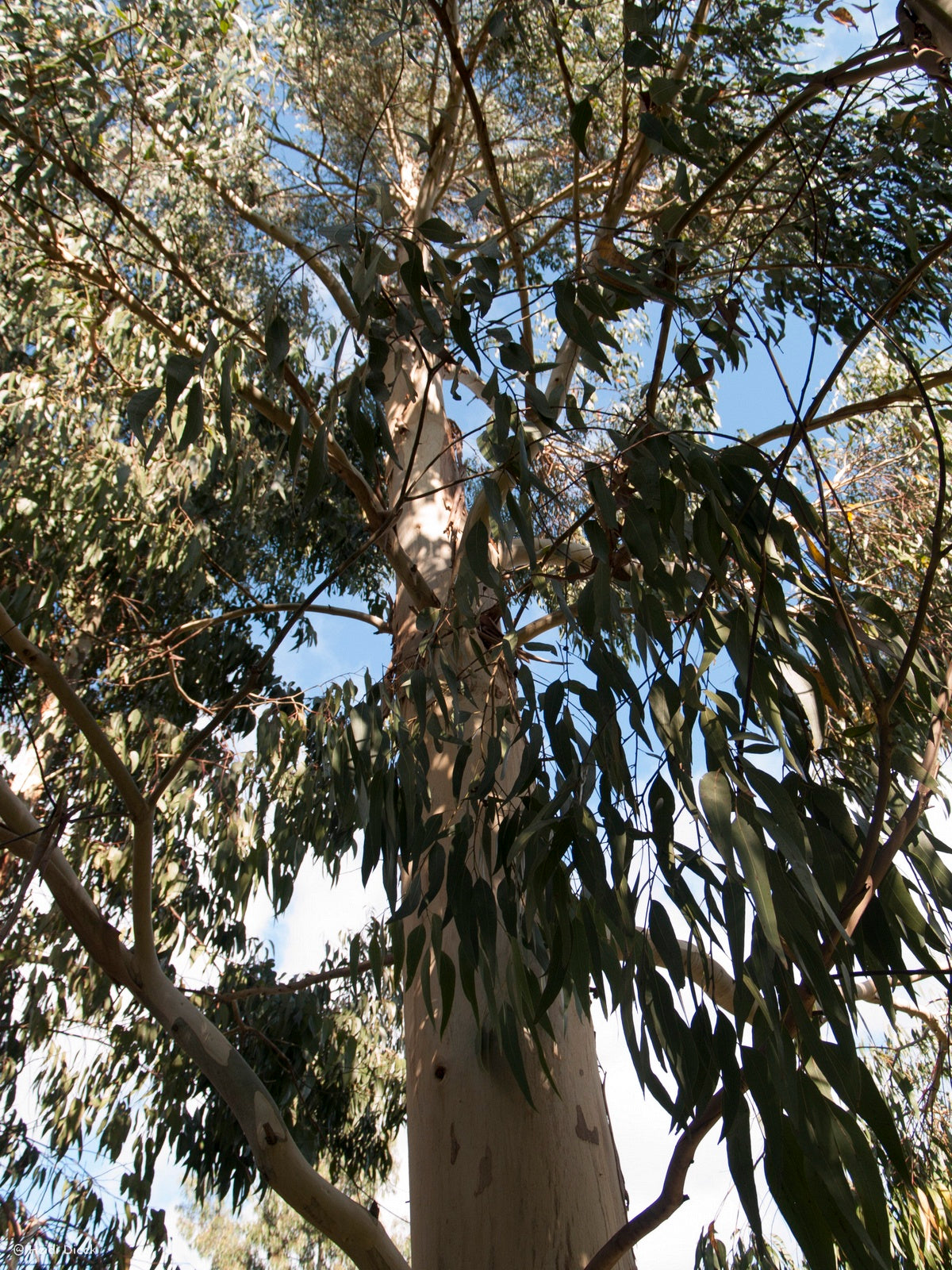 Eucalyptus-dalrympleana1