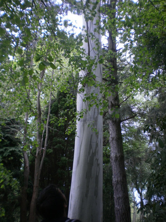 Eucalyptus_dalrympleana_