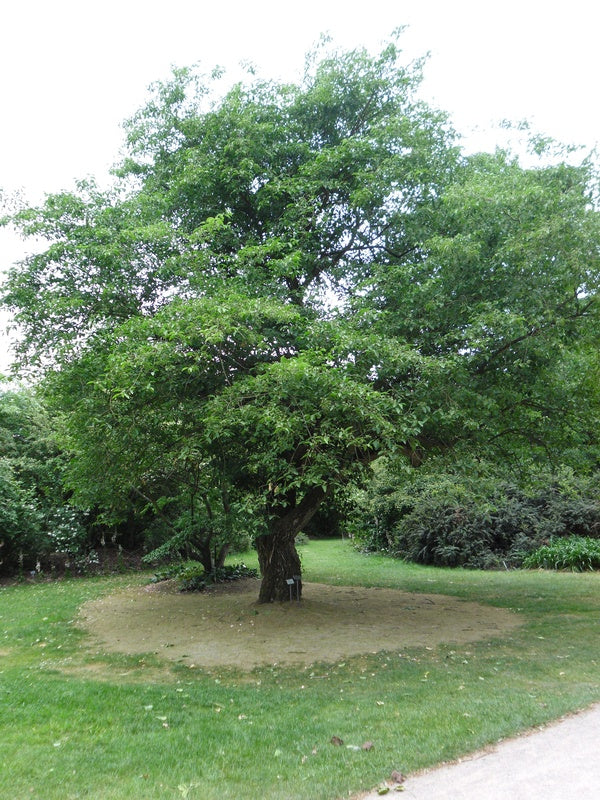 a tree in a park with a bench and trees 