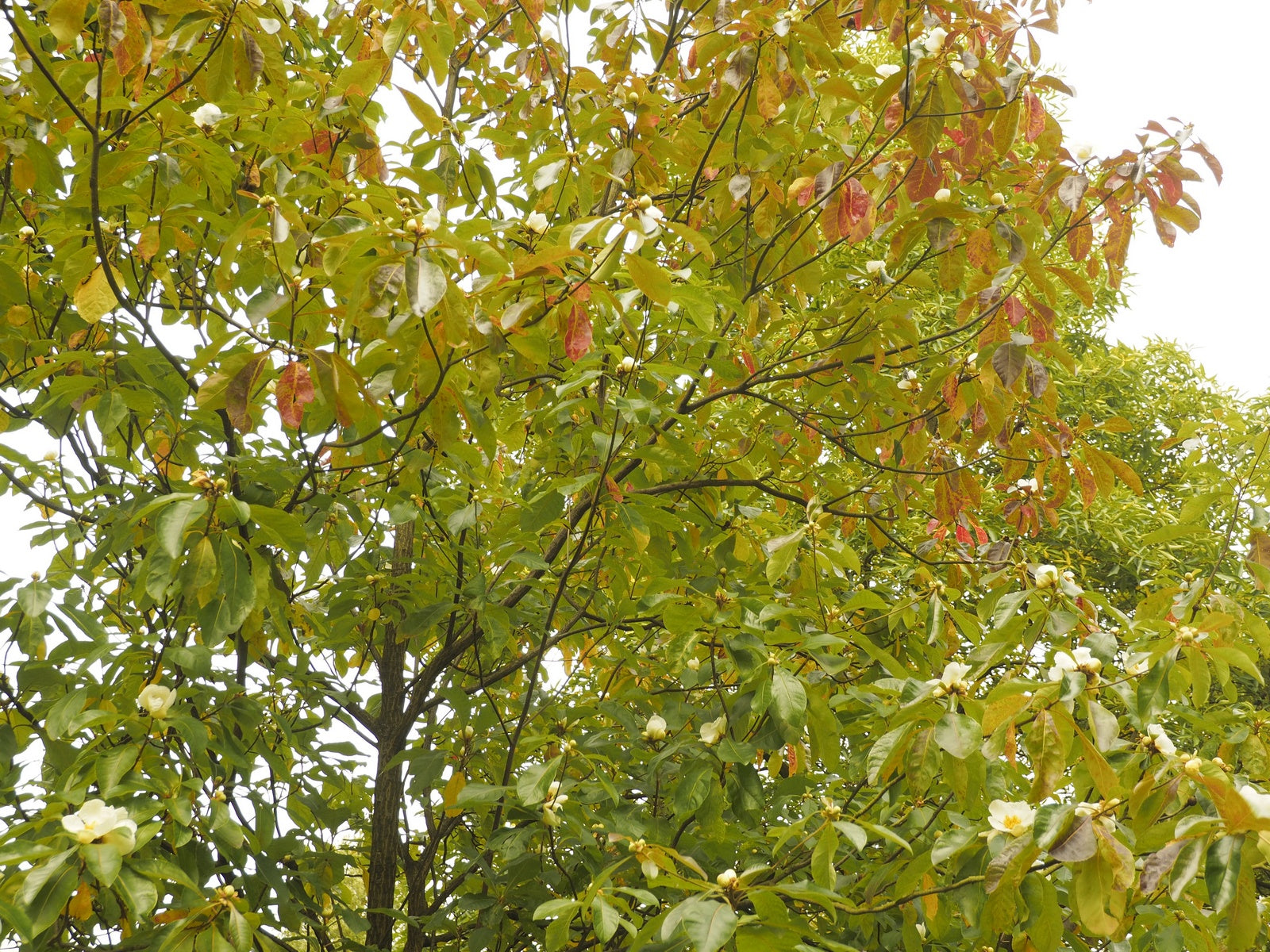 a close up of a tree with lots of leaves 