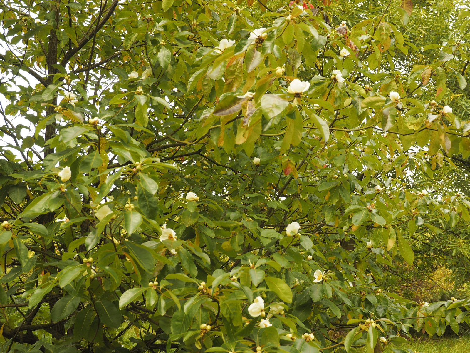 a close up of a tree with green leaves 