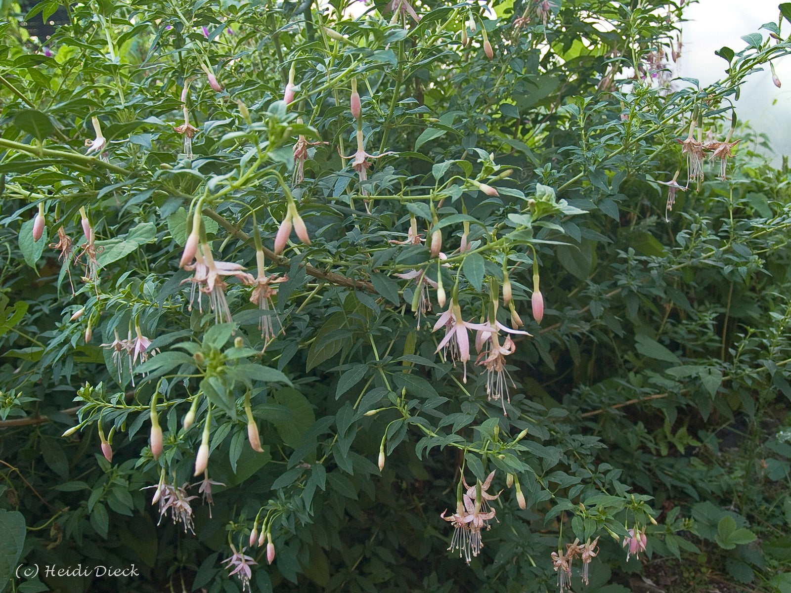 Fuchsia-magelanica-var-alba