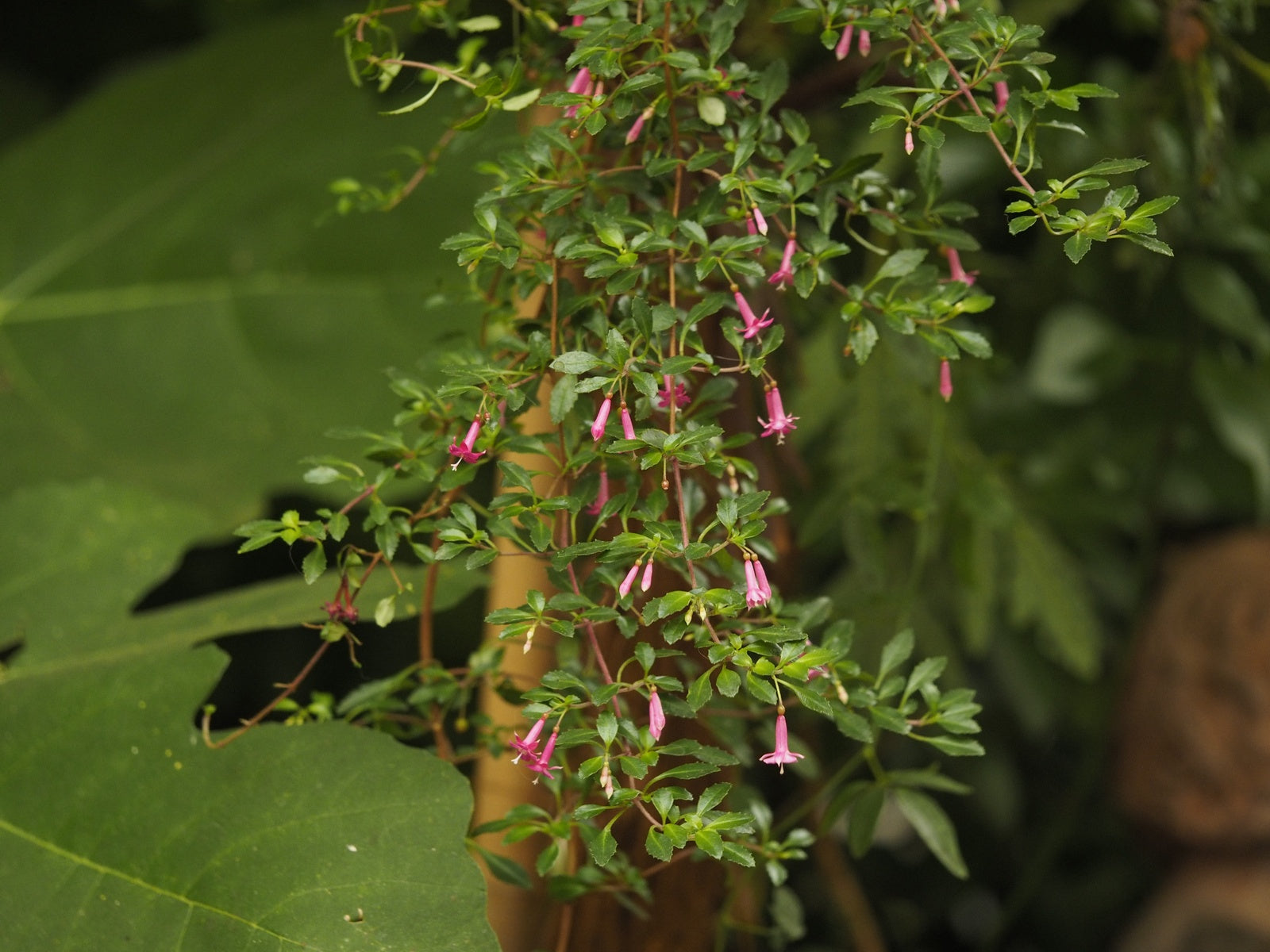 Fuchsia-microphylla