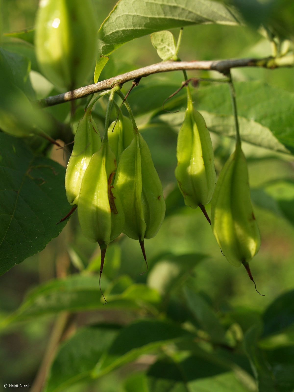 Halesia-tetraptera-Frucht
